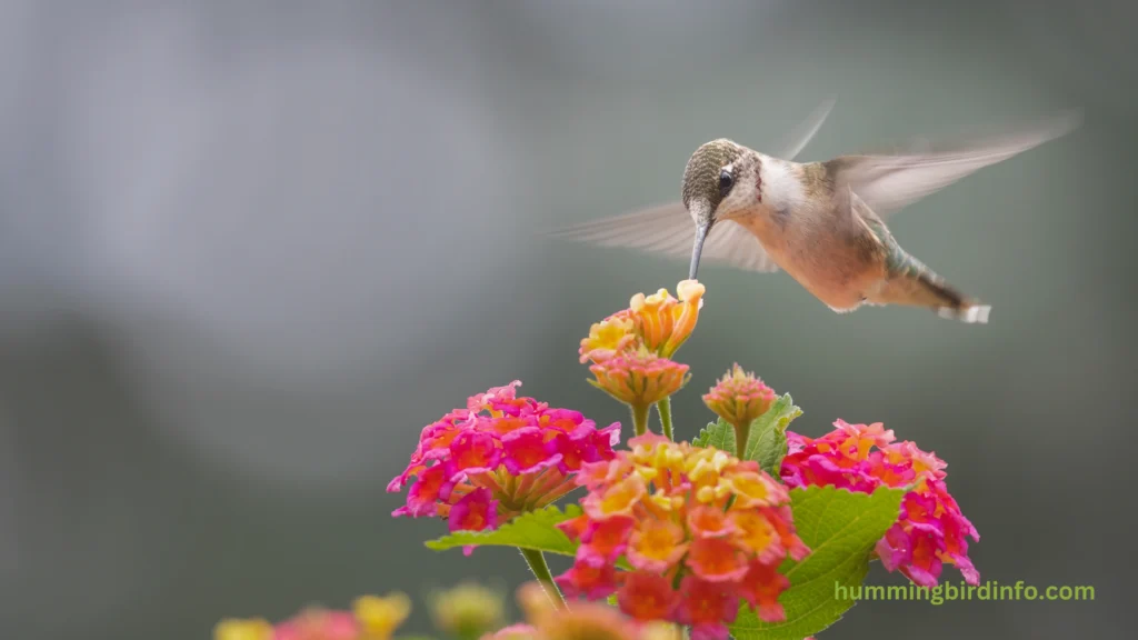 Are Hummingbirds Migratory? (Answered) 2 Are Hummingbirds Migratory