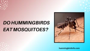 Do Hummingbirds Eat Mosquitoes