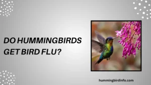 Do Hummingbirds Get Bird Flu