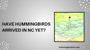 Have Hummingbirds Arrived In NC yet