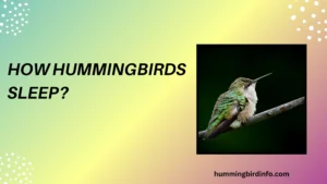 How Hummingbirds Sleep