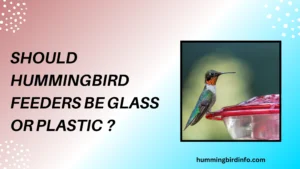 Should Hummingbird Feeders Be Glass Or Plastic