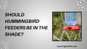 Should Hummingbird Feeders Be In The Shade