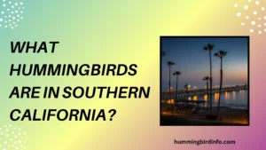 What Hummingbirds Are In Southern California