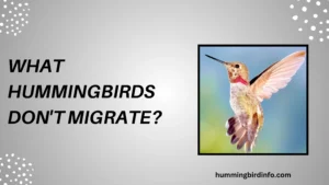 What Hummingbirds Don'T Migrate