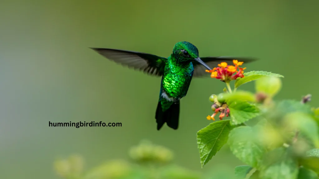 What Hummingbirds Eat From Flowers