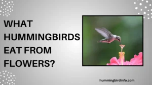 What Hummingbirds Eat From Flowers