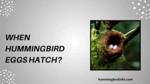 When Hummingbird Eggs Hatch