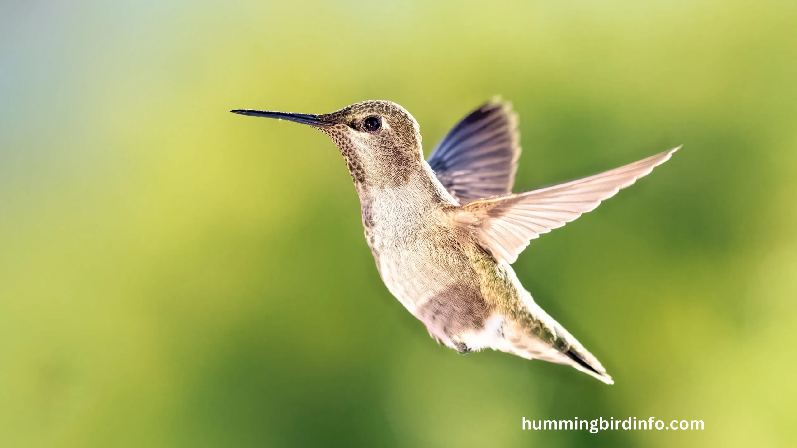 Hummingbird Info - All About Hummingbirds!