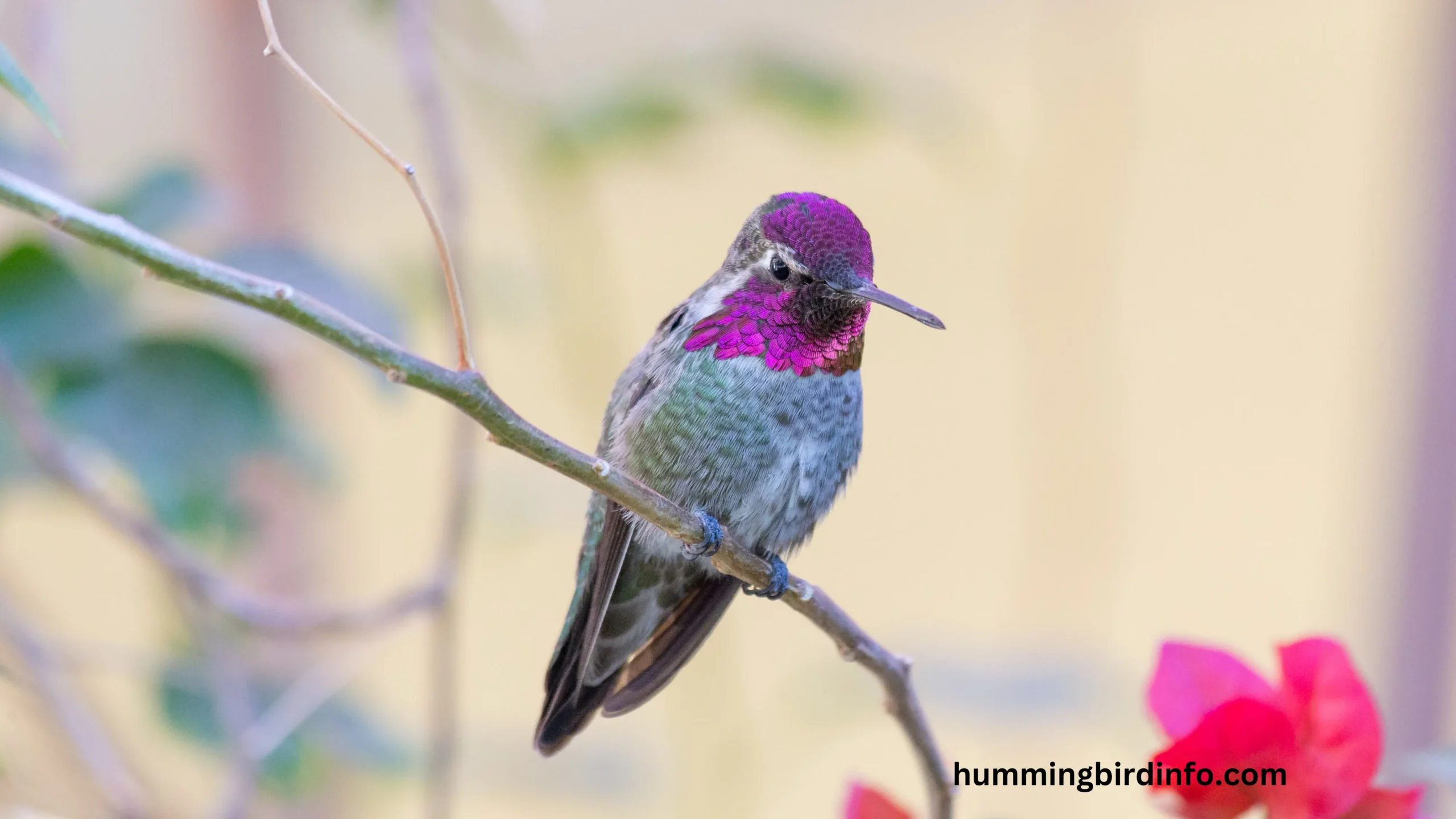 Hummingbird Info - All About Hummingbirds!
