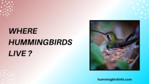 Where Hummingbirds Live