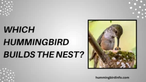 Which Hummingbird Builds The Nest