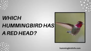 Which Hummingbird Has A Red Head