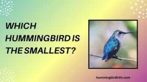 Which Hummingbird Is The Smallest