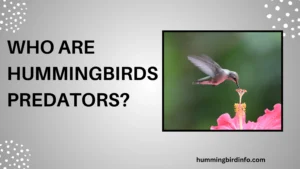 Who Are Hummingbirds Predators