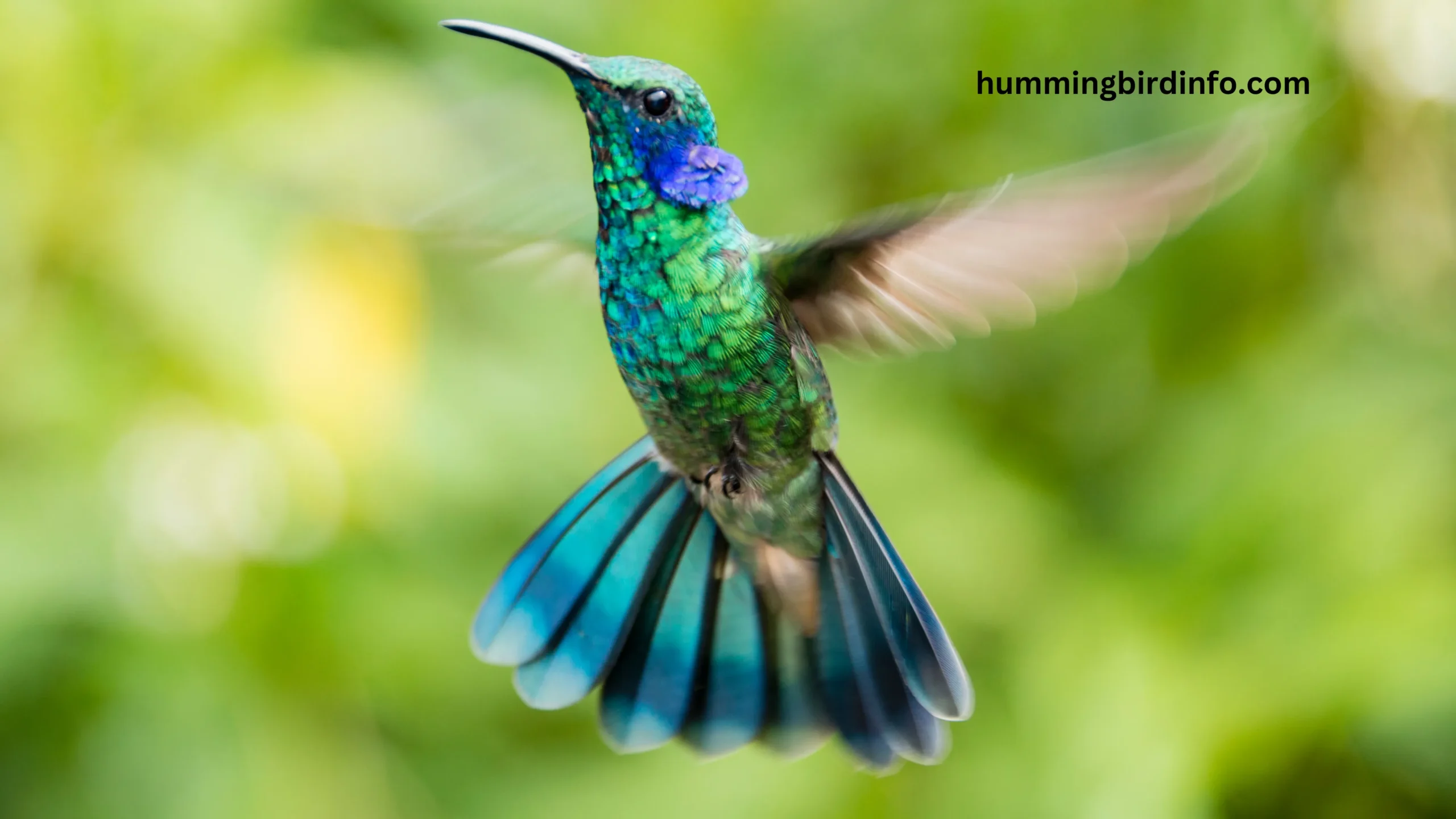 Hummingbird Info - All About Hummingbirds!