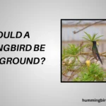 Why Would A Hummingbird Be On The Ground