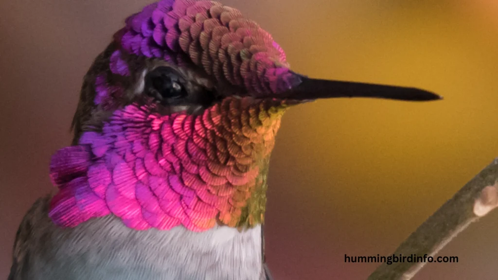 Why Would A Hummingbird Be On The Ground? (Explained) 3 Why Would A Hummingbird Be On The Ground? (Explained)