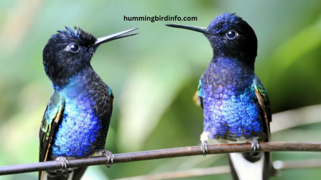 Why Would A Hummingbird Be On The Ground? (Explained) 2 Why Would A Hummingbird Be On The Ground
