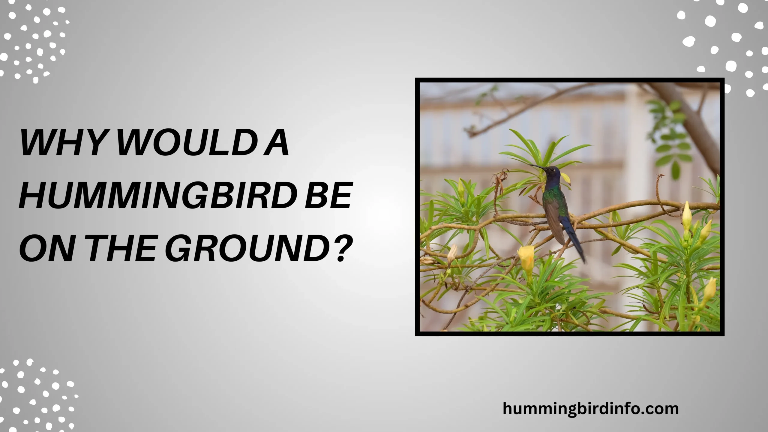 Why Would A Hummingbird Be On The Ground