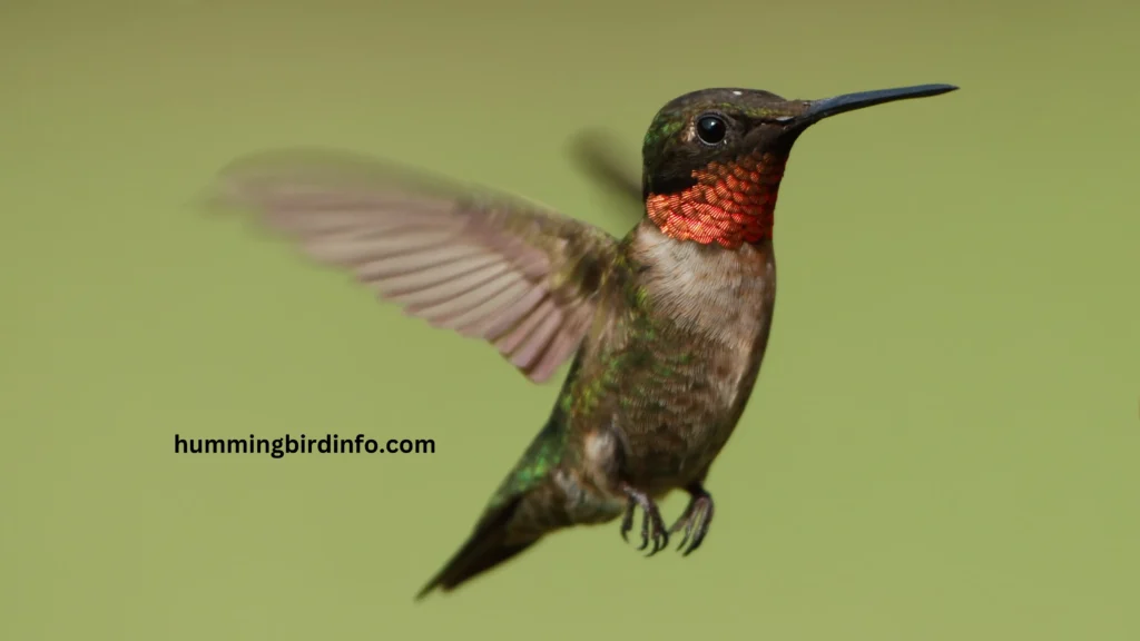 Why Would A Hummingbird Fly Around Me