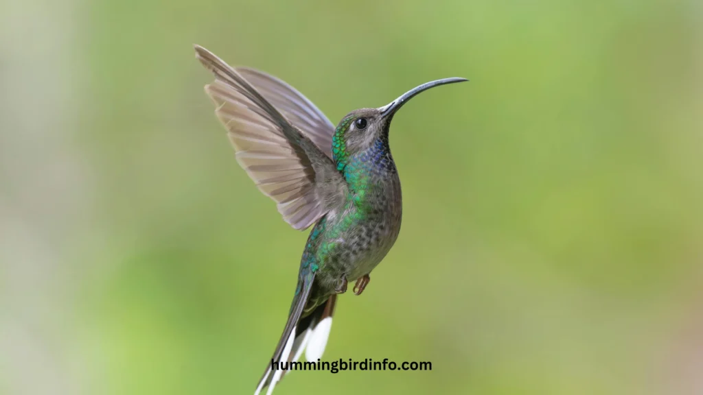 Why Would A Hummingbird Fly Around Me