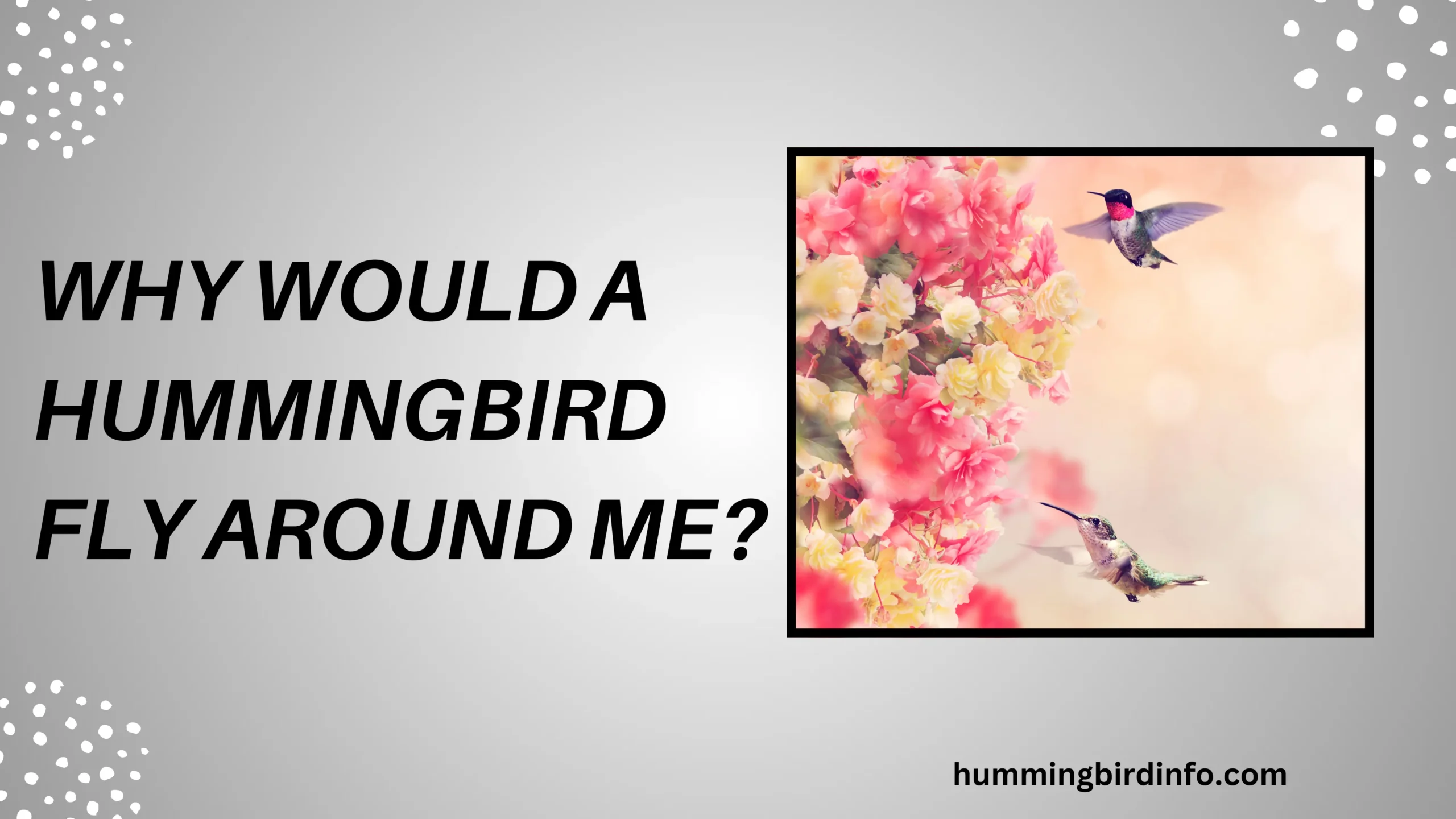 Why Would A Hummingbird Fly Around Me