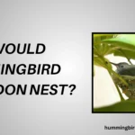 Why Would Hummingbird Abandon Nest