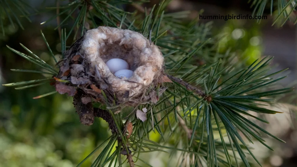 Why Would Hummingbird Abandon Nest? (Answered) 2 Why Would Hummingbird Abandon Nest