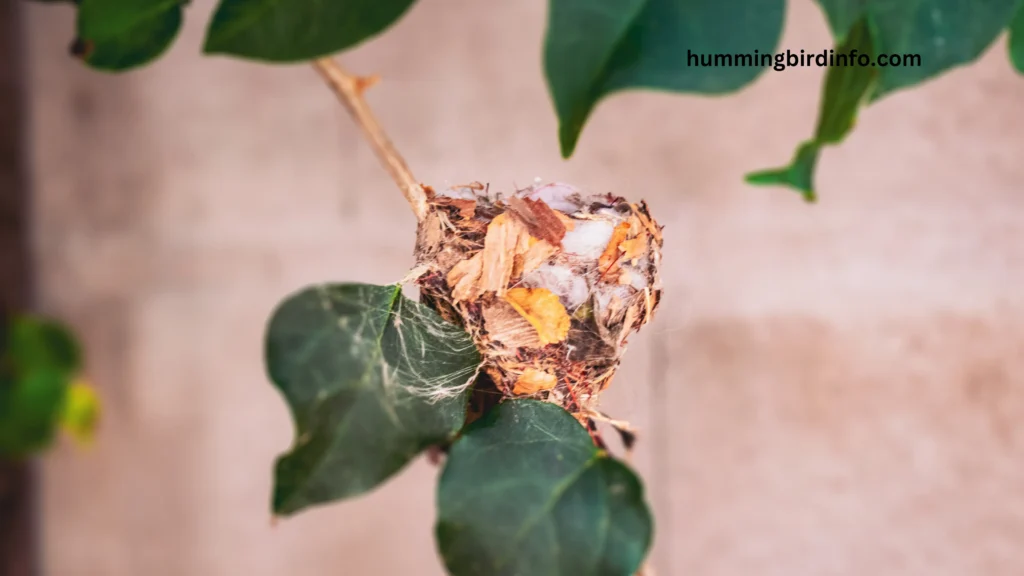 Why Would Hummingbird Abandon Nest? (Answered) 3 Why Would Hummingbird Abandon Nest