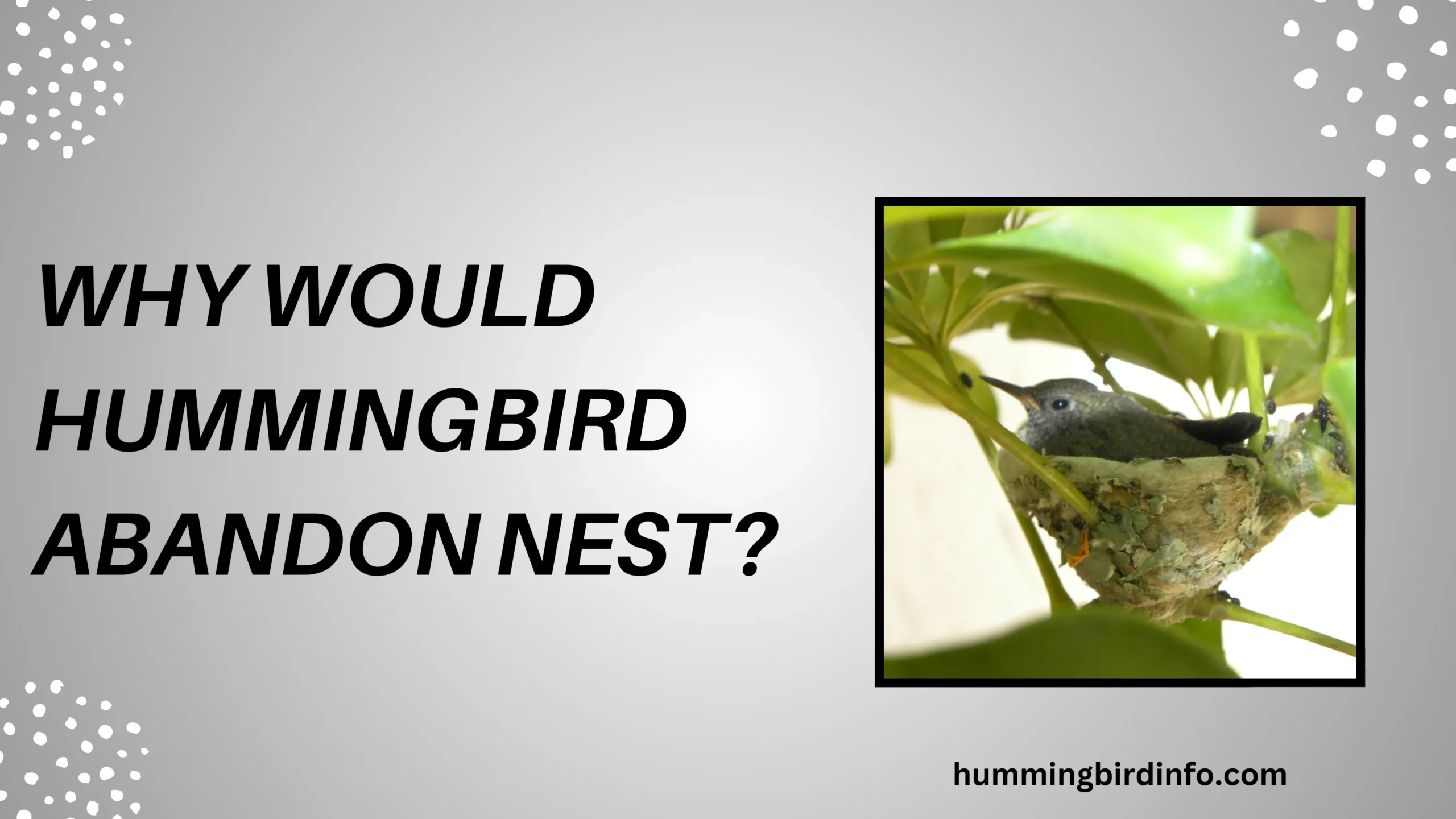 Why Would Hummingbird Abandon Nest
