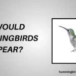 Why Would Hummingbirds Disappear