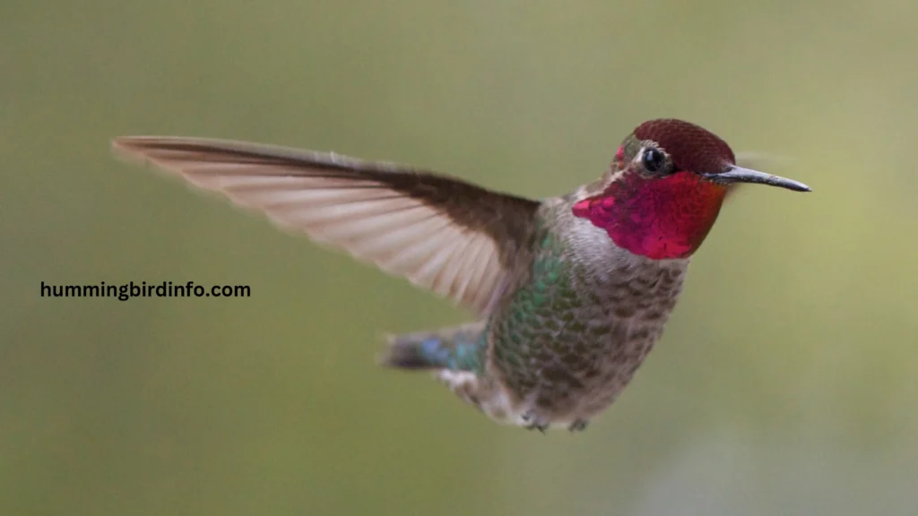 Why Would Hummingbirds Disappear? (Explained) 3 Why Would Hummingbirds Disappear
