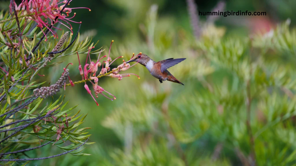 Why Would Hummingbirds Disappear? (Explained) 2 Why Would Hummingbirds Disappear