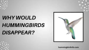 Why Would Hummingbirds Disappear