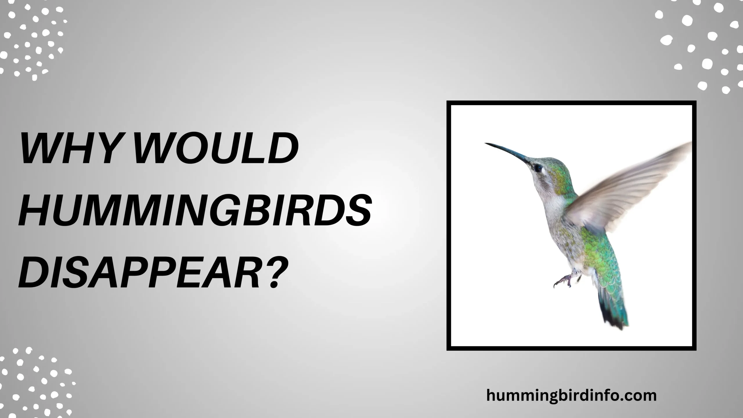 Why Would Hummingbirds Disappear