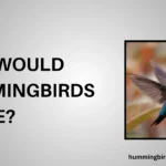 Why Would Hummingbirds Leave