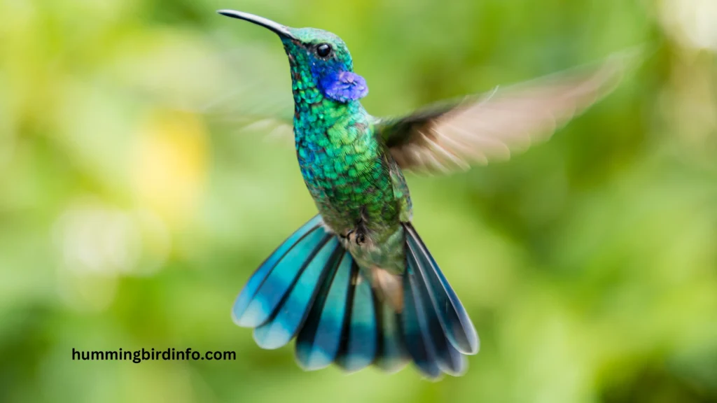 Why Would Hummingbirds Leave? (Answered) 3 Why Would Hummingbirds Leave