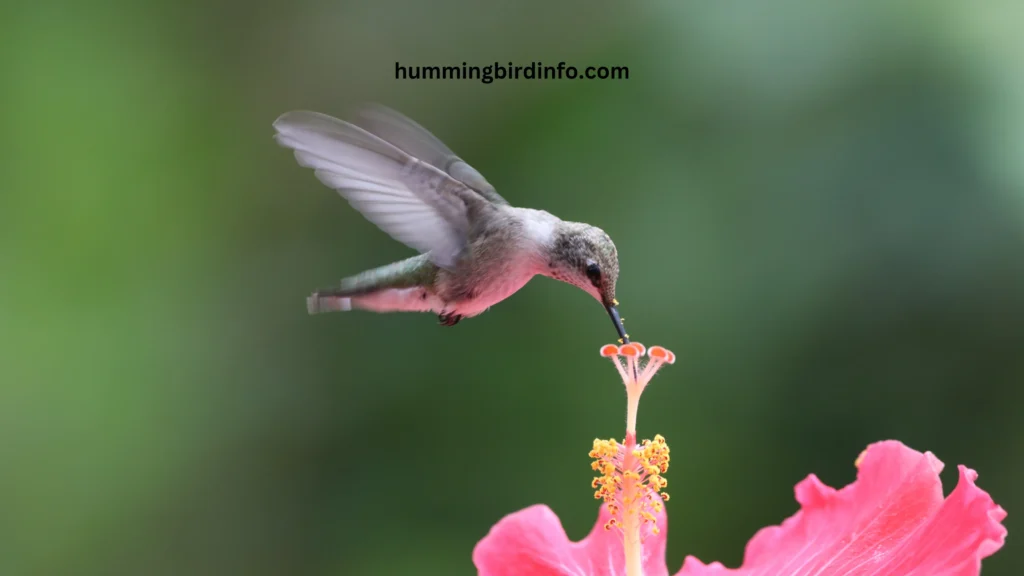 Why Would Hummingbirds Leave? (Answered) 2 Why Would Hummingbirds Leave