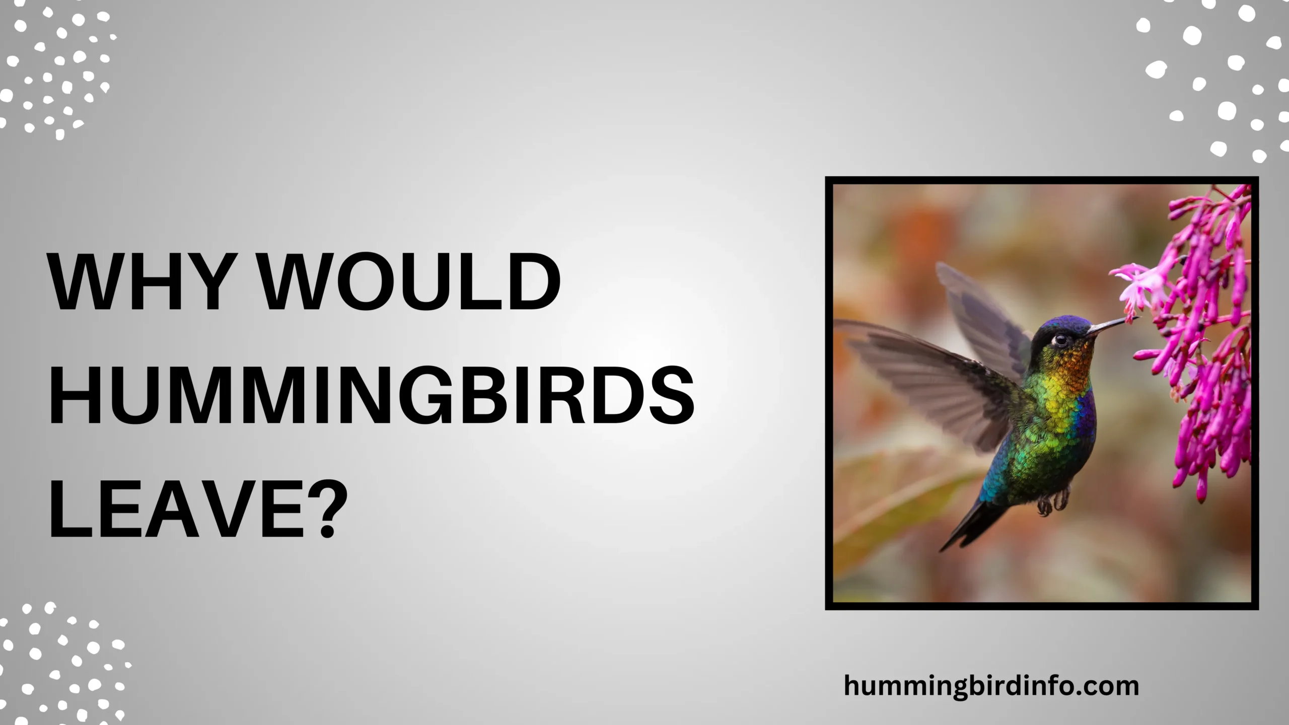 Why Would Hummingbirds Leave