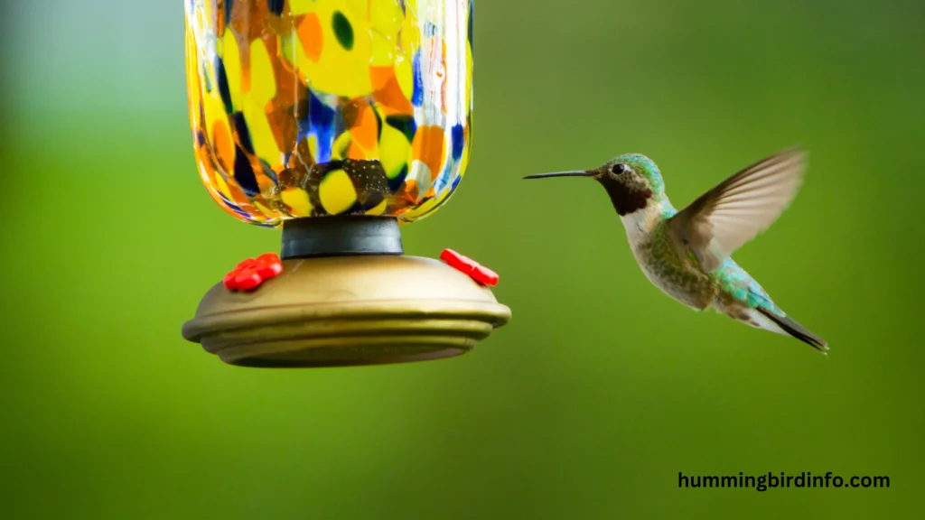 Will Hummingbirds Come To A Blue Feeder? (Answered) 2 Will Hummingbirds Come To A Blue Feeder