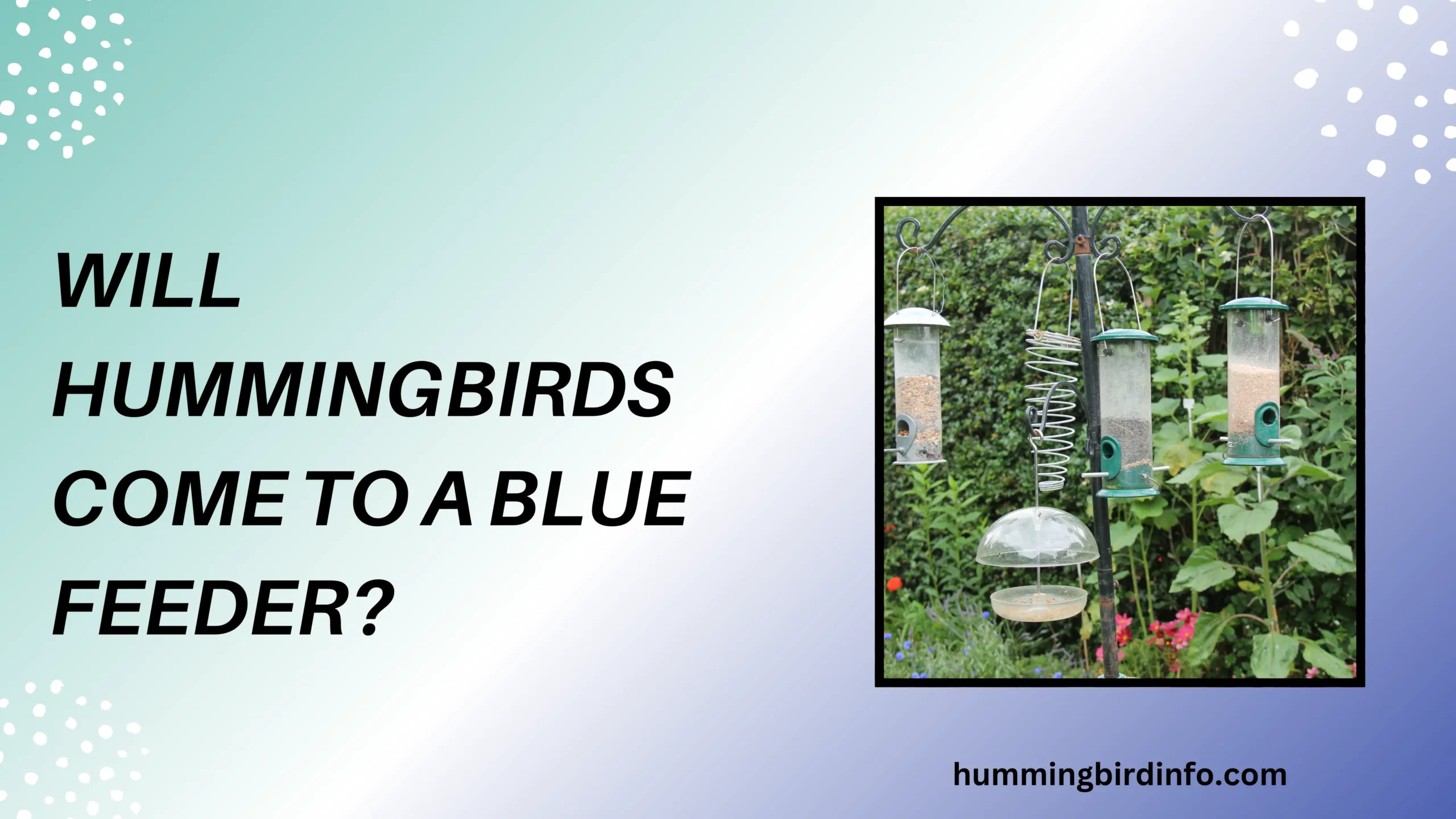 Will Hummingbirds Come To A Blue Feeder