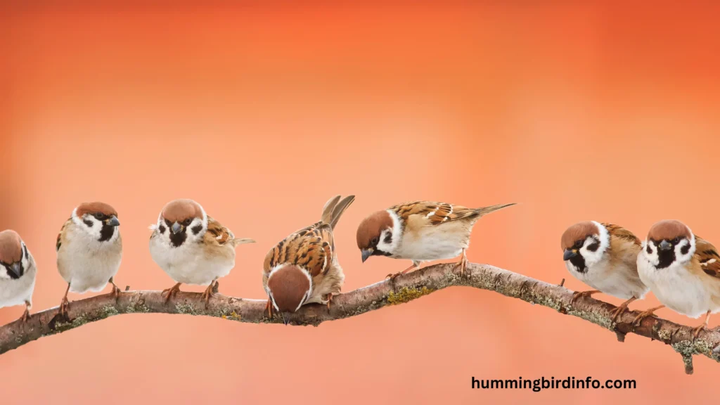 Will Hummingbirds Eat Near Other Birds? (Answered) 3 Will Hummingbirds Eat Near Other Birds