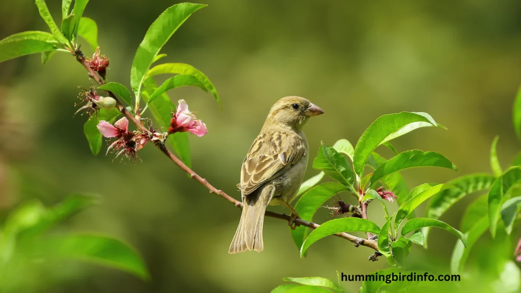 Will Hummingbirds Eat Near Other Birds? (Answered) 2 Will Hummingbirds Eat Near Other Birds