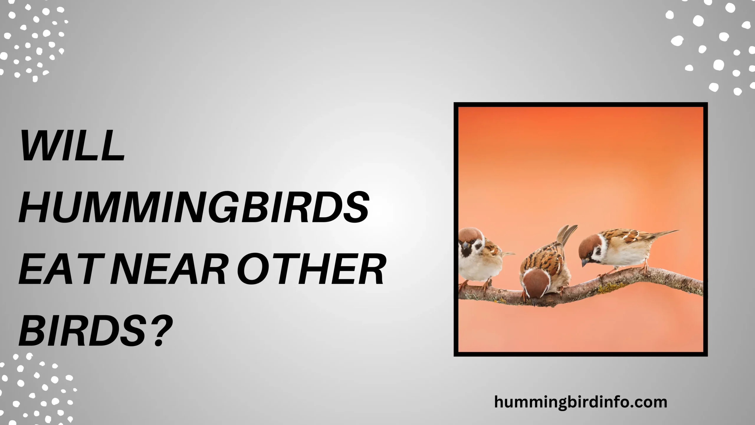 Will Hummingbirds Eat Near Other Birds