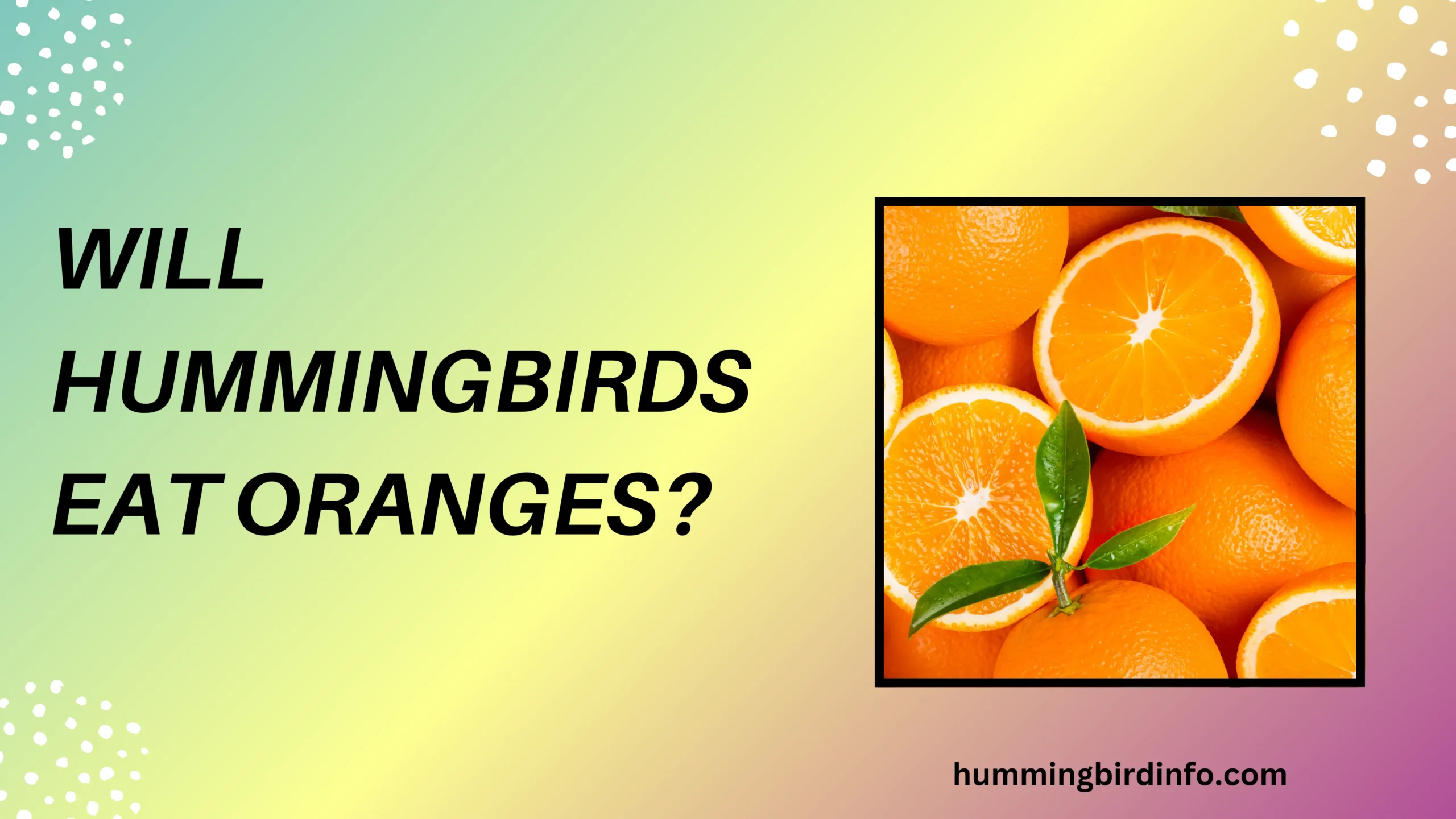 Will Hummingbirds Eat Oranges