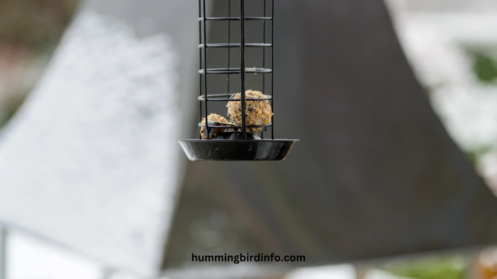 Will Hummingbirds Eat Suet? (Explained) 2 Will Hummingbirds Eat Suet