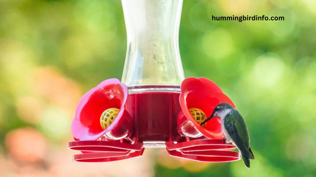 Will Hummingbirds Eat Suet? (Explained) 3 Will Hummingbirds Eat Suet