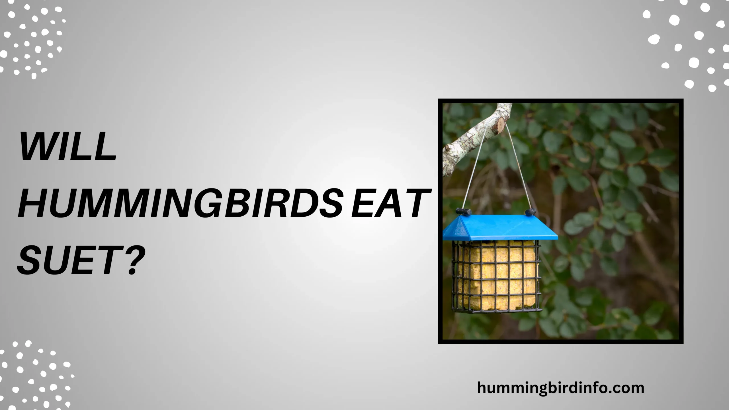 Will Hummingbirds Eat Suet